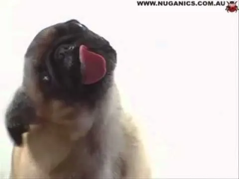 fondo de pantalla perro lamiendo la pantalla - YouTube