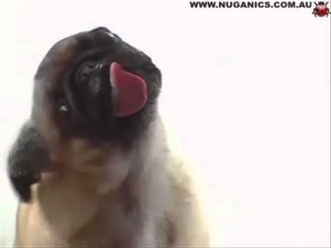 fondo de pantalla perro lamiendo la pantalla - YouTube fondo de pantalla perro lamiendo la pantalla - YouTube