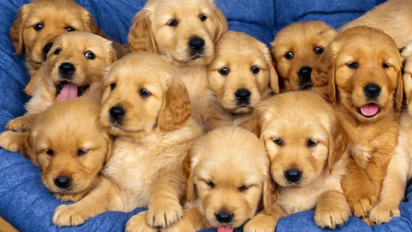 Fondo de pantalla perros hermosos 1366x768 - Fondo hd #497