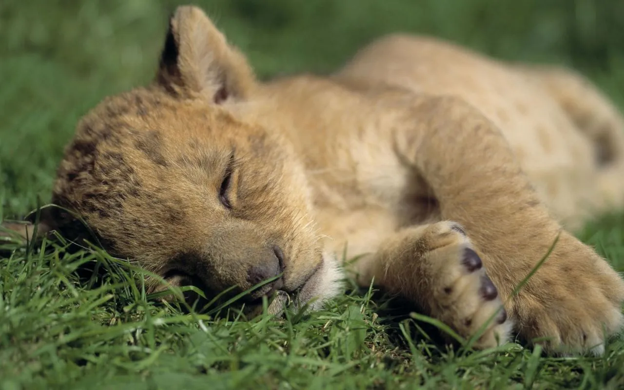 Fondo de pantalla puma bebe 1280x800 - Fondo hd #192 Fondo de pantalla puma bebe 1280x800 - Fondo hd #192