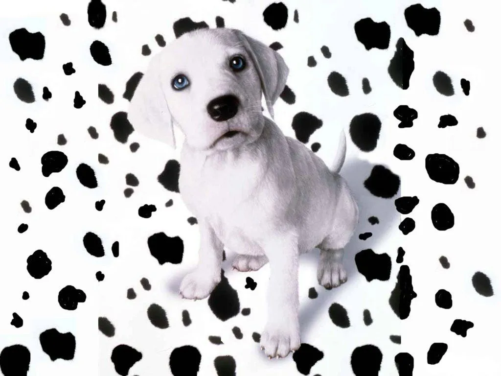 fondo de pantalla de un tierno cachorrito que ha sido victima de ... fondo de pantalla de un tierno cachorrito que ha sido victima de ...