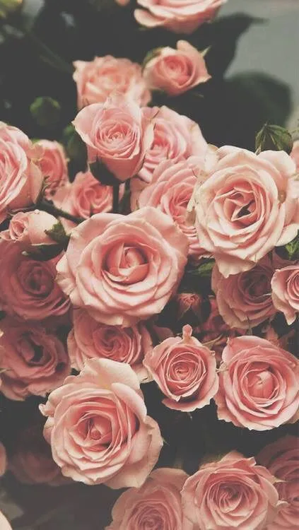 fondo de rosas | Tumblr