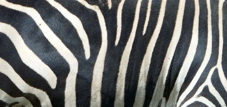 Fondos de cebra de colores - Imagui Fondos de cebra de colores - Imagui