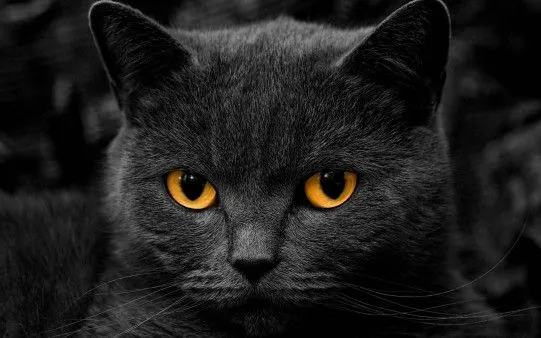 Gato fondo negro - Imagui