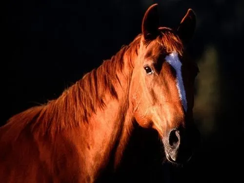 Fondos Caballos on Pinterest | Mars, Facebook and Horses Fondos Caballos on Pinterest | Mars, Facebook and Horses
