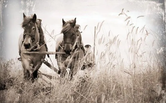 Fondos de Caballos trabajando - El fondo de escritorio perfecto ... Fondos de Caballos trabajando - El fondo de escritorio perfecto ...
