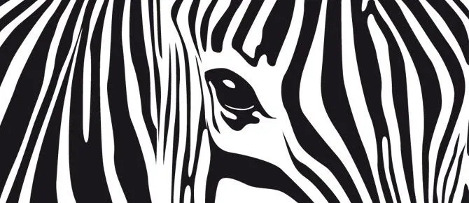 Una zebra en vector. Descargar .