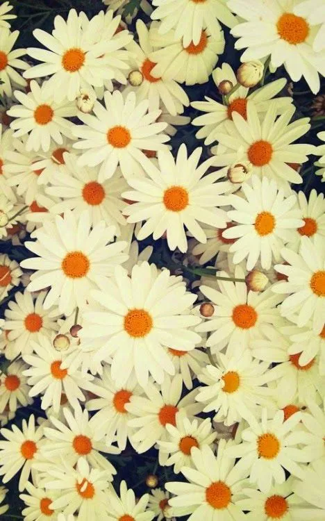 Cosas Para Tu Celular: Fondos De Flores Hipster Cosas Para Tu Celular: Fondos De Flores Hipster