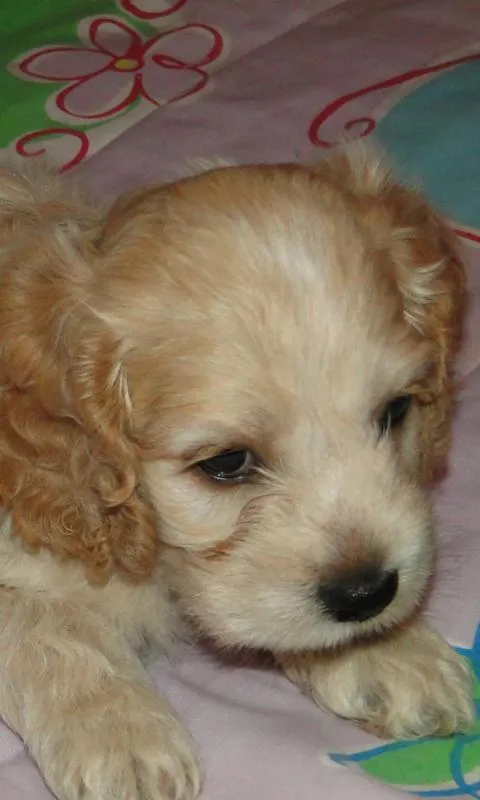 Fondos de Cocker Spaniel - Aplicaciones de Android en Google Play Fondos de Cocker Spaniel - Aplicaciones de Android en Google Play