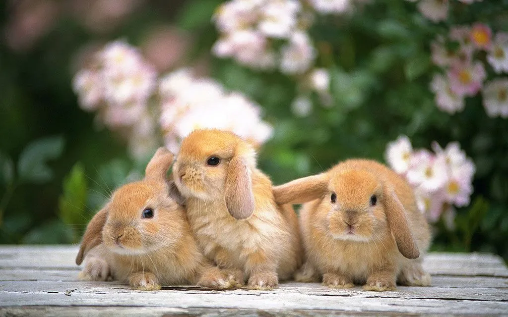 Fotos conejitos bebés - Imagui