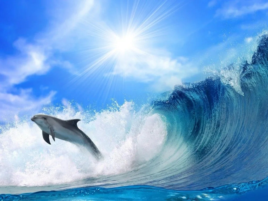 FONDOS COPADOS: FONDO DE PANTALLA DE DELFIN SOBRE OLA FONDOS COPADOS: FONDO DE PANTALLA DE DELFIN SOBRE OLA