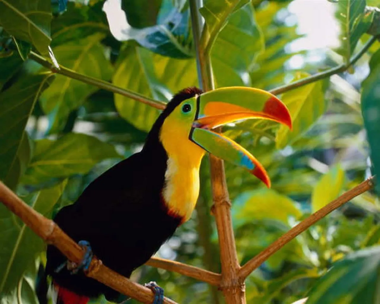 fondo de pantalla de un tucan muy colorido para darle un toque de ... fondo de pantalla de un tucan muy colorido para darle un toque de ...