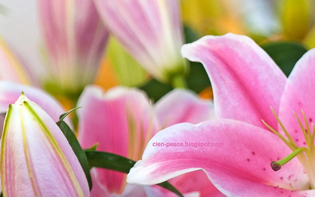Fondos Para Diapositivas Flores