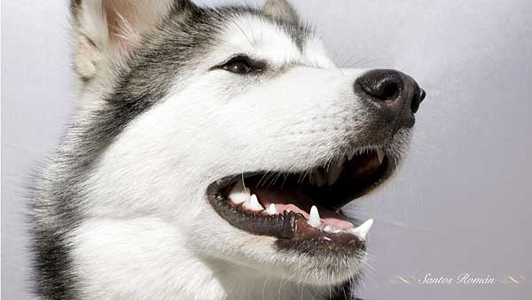 Nuevos fondos de escritorio: alaskan malamute » » www.doogweb.es