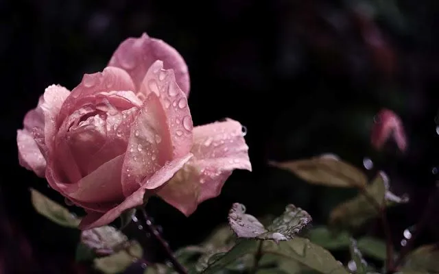 Fondos de pantalla de rosas gratis - Imagui