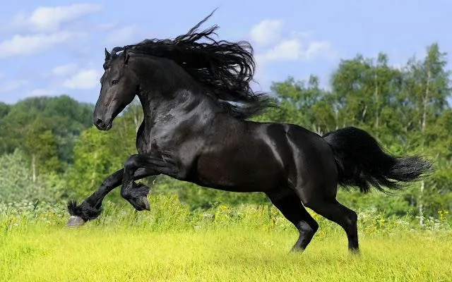 Fotos de caballos en HD - Imagui