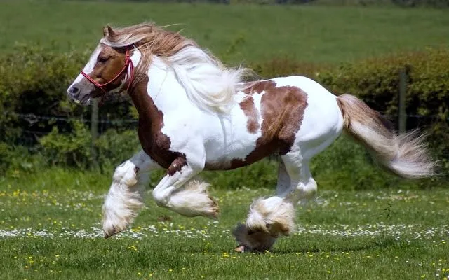 Caballos en HD - Imagui