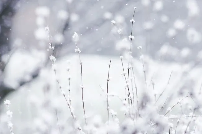 Fondos de escritorio: El Invierno - Backfocus Fondos de escritorio: El Invierno - Backfocus