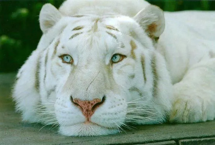 Fondos de Escritorio de Leones, Leopardos y Tigres | BloggerGifs Fondos de Escritorio de Leones, Leopardos y Tigres | BloggerGifs