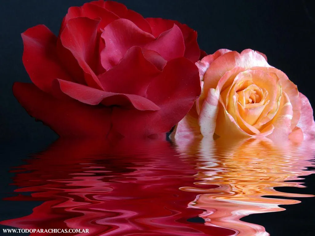 Fondos de escritorio rosas 3D HD | Todo para Chicas Fondos de escritorio rosas 3D HD | Todo para Chicas