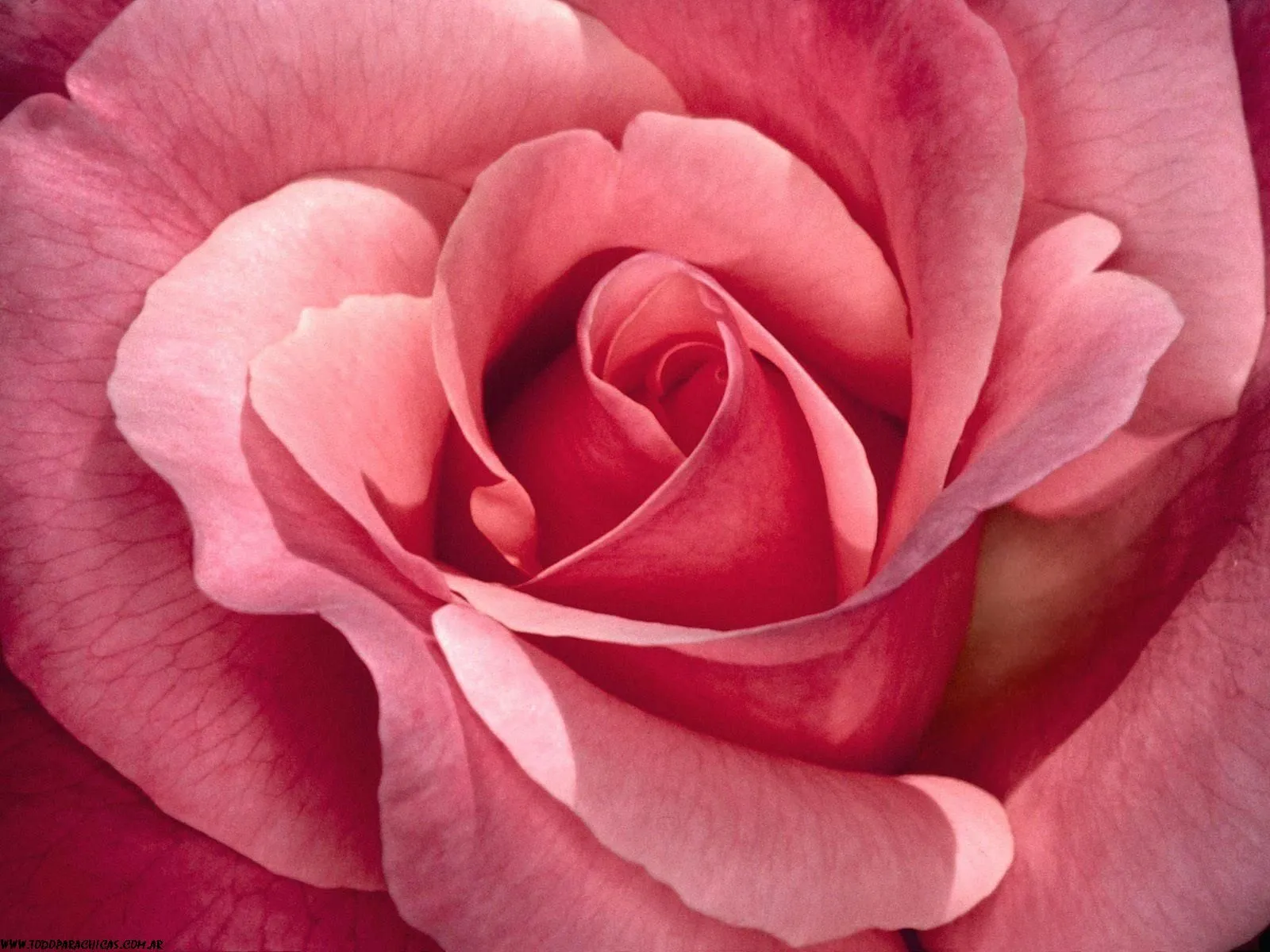 Fondos de escritorio rosas 3D HD