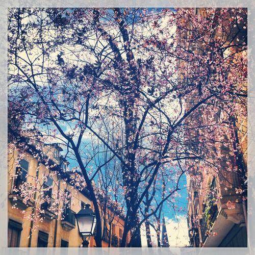 fondos de flores tumblr con frases | flores & arboles | Pinterest ... fondos de flores tumblr con frases | flores & arboles | Pinterest ...