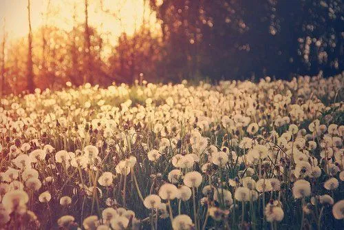 Fondo de flores con frases tumblr - Imagui