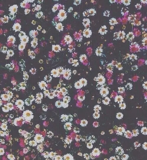 flores margaritas | Tumblr