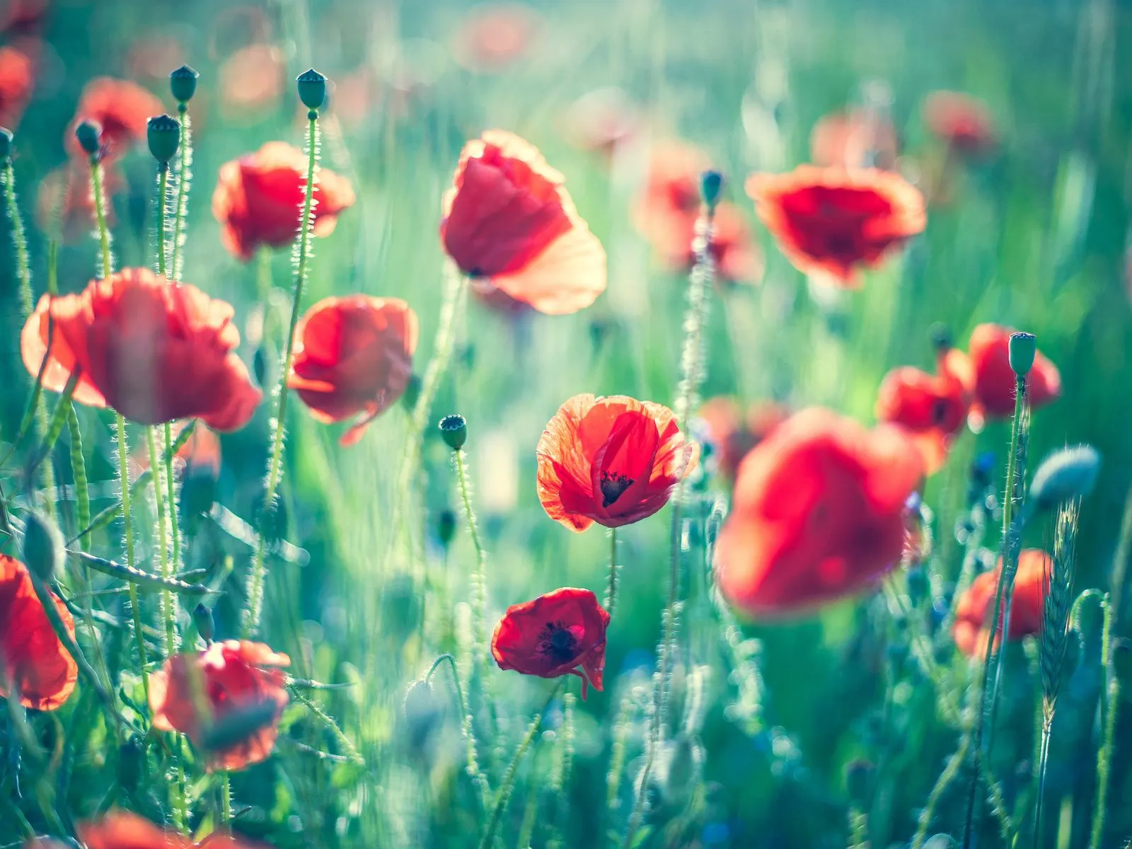Fotos de campo de amapolas rojas Mejores fotos del mundo para facebook Fotos de campo de amapolas rojas Mejores fotos del mundo para facebook