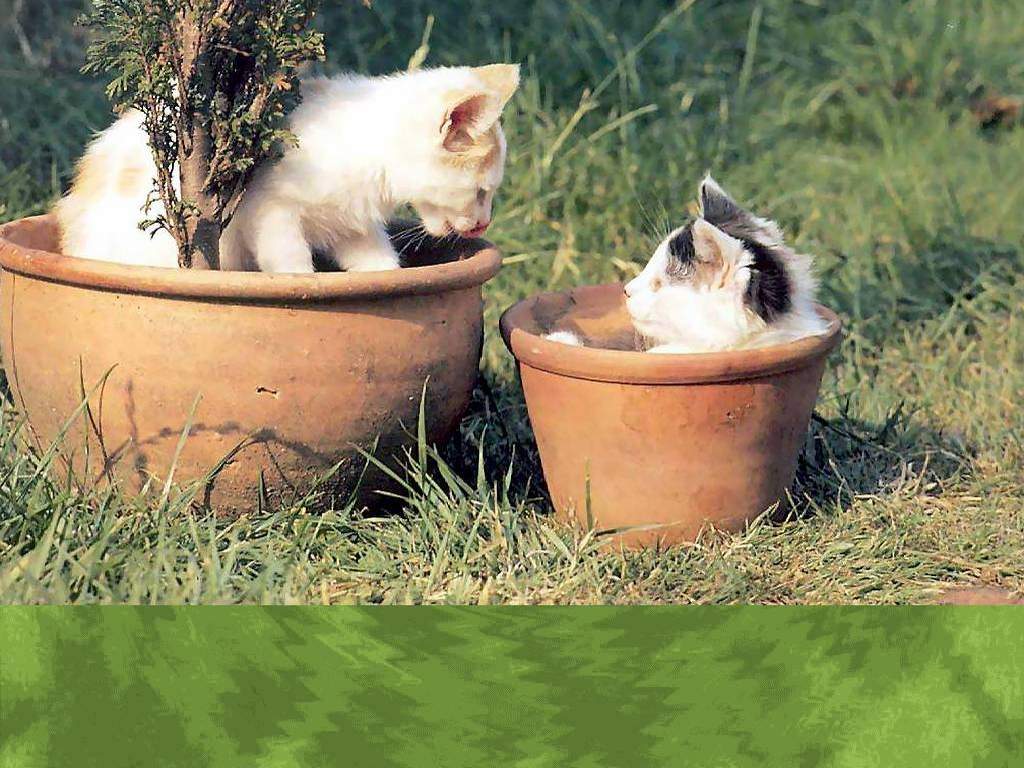 FONDOS DE GATITOS TIERNOS - TARINGA