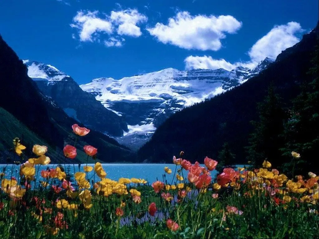 Fondos Gratis - Fondos Paisajes - Nevado y Flores Fondos Gratis - Fondos Paisajes - Nevado y Flores