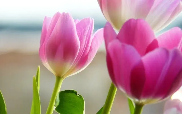 Fondos de pantalla morados gratis de flores - Imagui Fondos de pantalla morados gratis de flores - Imagui