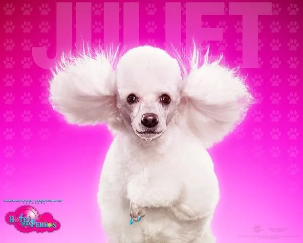Fondos e íconos: Hotel para Perros - Fondo Hotel para perros: Juliet Fondos e íconos: Hotel para Perros - Fondo Hotel para perros: Juliet