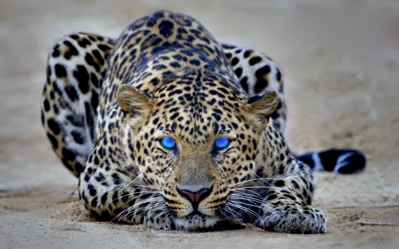 Fondos de Leopardo ~ Fondos de Pantalla