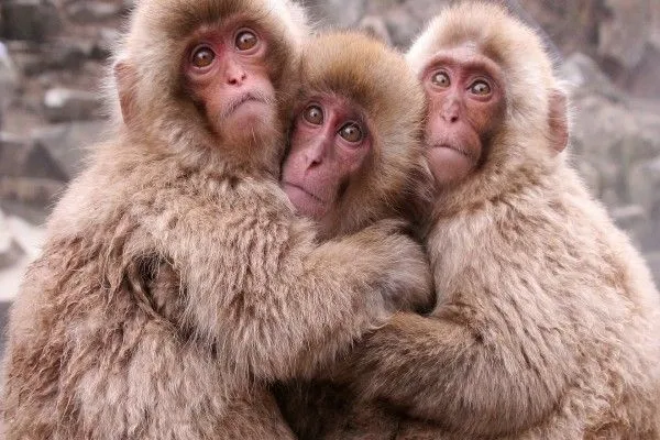 Fondos de monos y simios, Imágenes: Monos y simios (página 7) Fondos de monos y simios, Imágenes: Monos y simios (página 7)