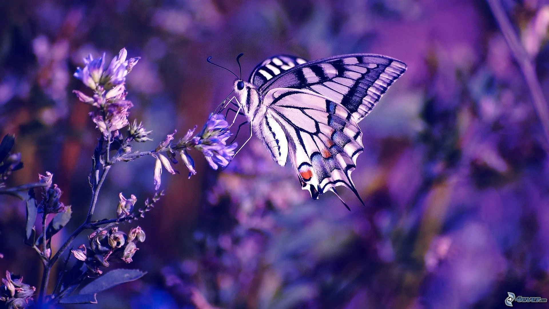 Fondos Morados Mariposas De Pantalla Imagenes Wallpaper With ... Fondos Morados Mariposas De Pantalla Imagenes Wallpaper With ...