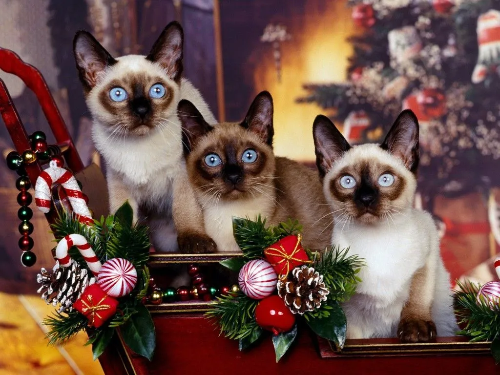 Fondos de Navidad,Wallpaper, fondos de pantalla navideños Fondos de Navidad,Wallpaper, fondos de pantalla navideños