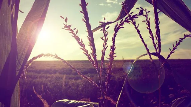 Fondos de pantalla: 10 wallpapers de naturaleza con estilo vintage Fondos de pantalla: 10 wallpapers de naturaleza con estilo vintage