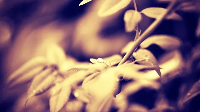 Fondos de pantalla: 10 wallpapers de naturaleza con estilo vintage Fondos de pantalla: 10 wallpapers de naturaleza con estilo vintage