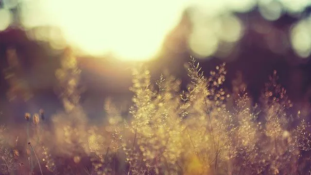 Fondos de pantalla: 10 wallpapers de naturaleza con estilo vintage Fondos de pantalla: 10 wallpapers de naturaleza con estilo vintage