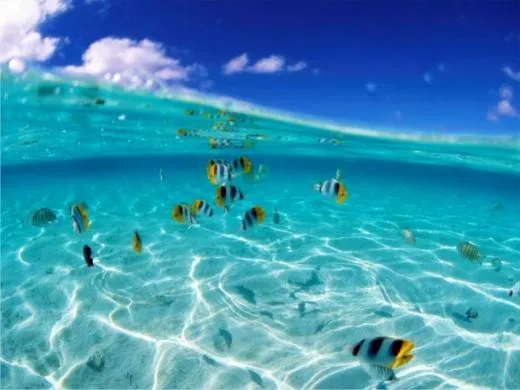 peces.....bonitos y tropicales