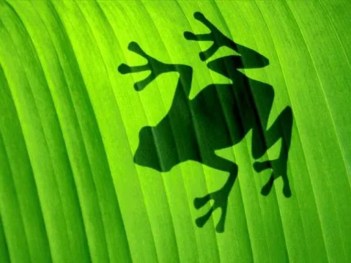 ... silueta - rana - animales - colores - verde - fotografía - wallpaper ... silueta - rana - animales - colores - verde - fotografía - wallpaper