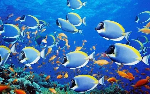 fondos de pantalla del acuario APK: com.expressinc.aquarium.wallpa ...