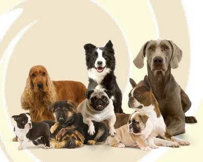 Fondo de pantalla de animales en movimiento - Imagui Fondo de pantalla de animales en movimiento - Imagui