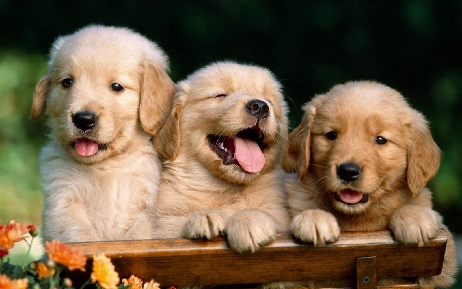 Fondos de Pantalla de Animales - Volumen II | Wallpapers - Fondos ... Fondos de Pantalla de Animales - Volumen II | Wallpapers - Fondos ...
