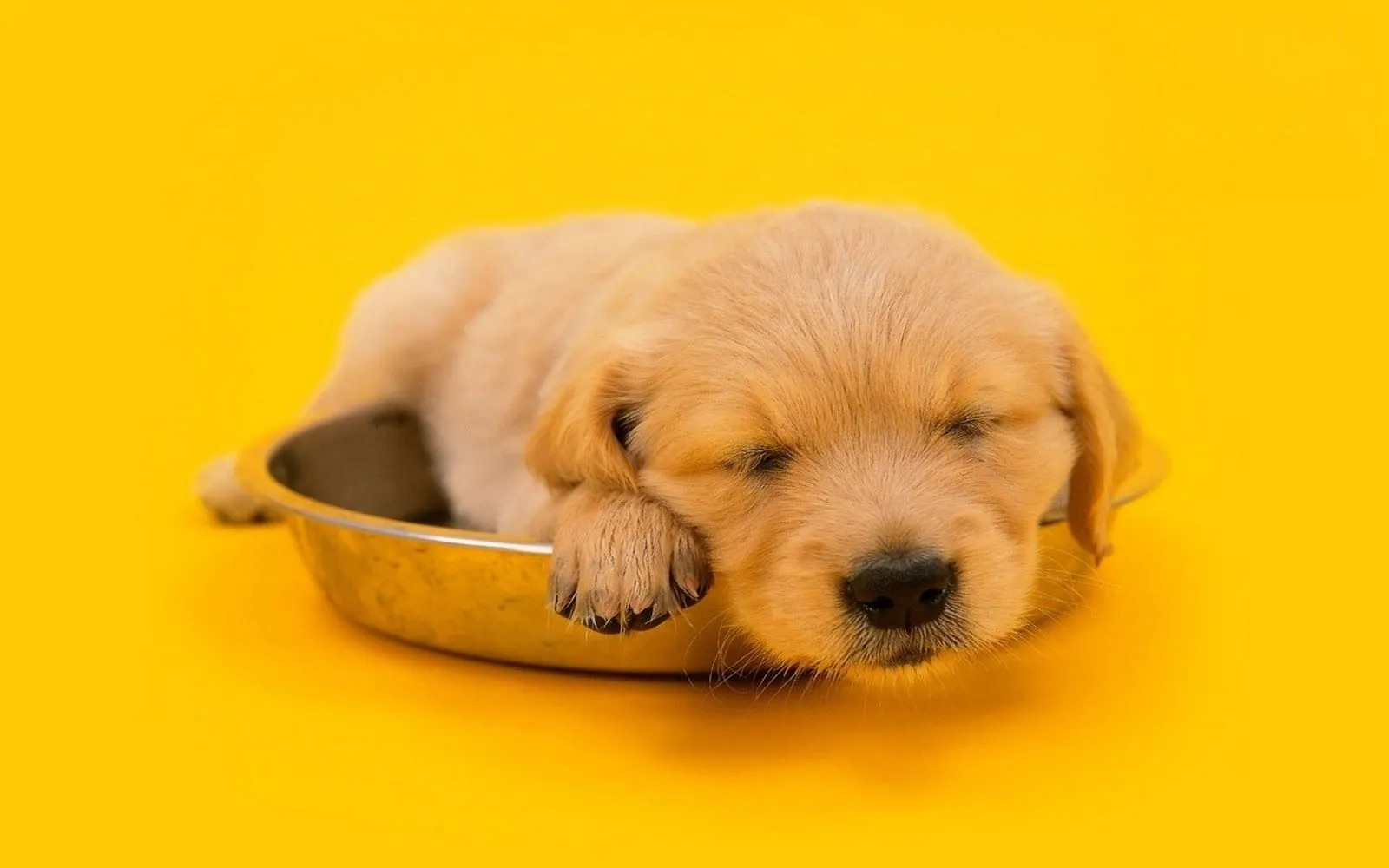 Fondos de Pantalla de Animales Blog De Fotografias | Imagenes Gratis Fondos de Pantalla de Animales Blog De Fotografias | Imagenes Gratis