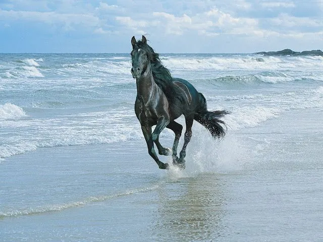 Fondos de pantalla de Caballos HD - Identi