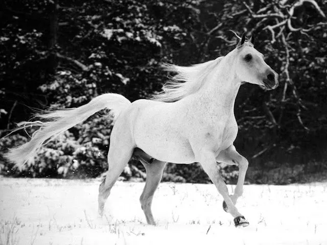 Fondos de pantalla de Caballos HD - Identi