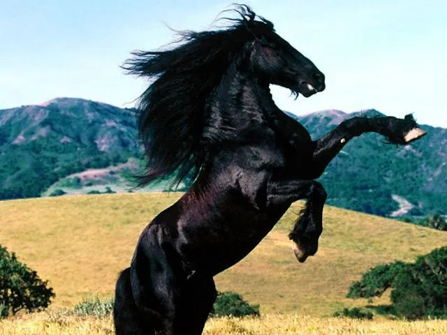 Fondos de pantalla de Caballos HD - Identi