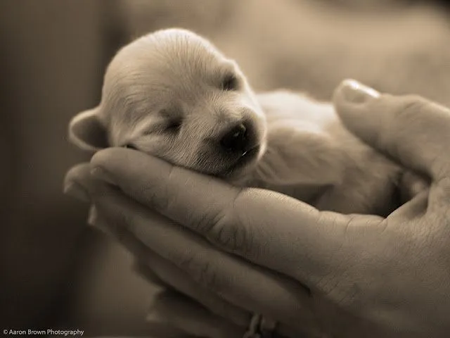 Fondos de pantalla de perros bebés - Imagui Fondos de pantalla de perros bebés - Imagui